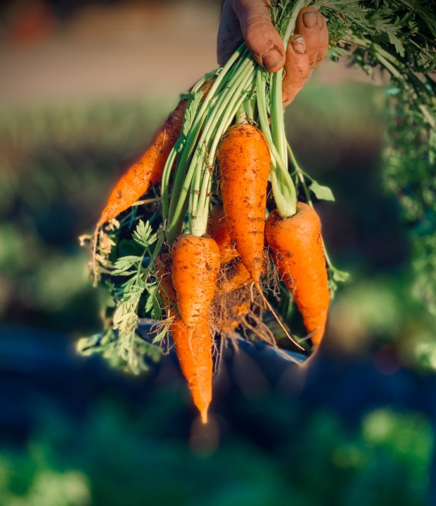 A guide to 7 veggies that are easy to grow at home