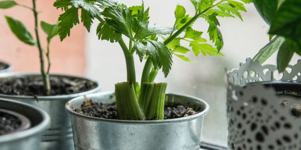 Here's how to re-grow your own vegetables from food scraps