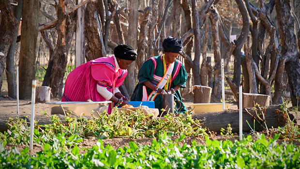 tea makers in Limpopo