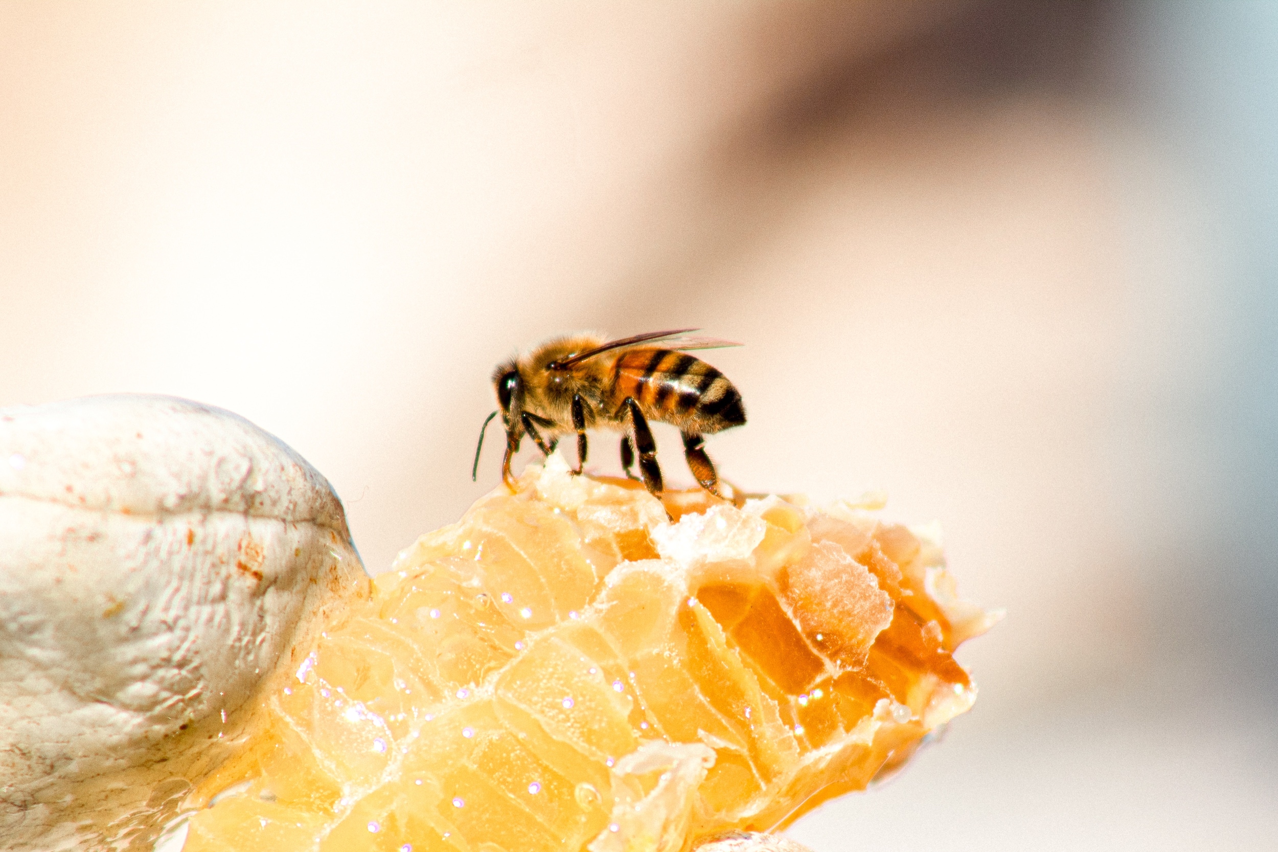 Buzzing insights: The benefits of local honey